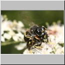 Ectemnius rubicola - Grabwespe 01b 10mm Paarung - Niedringhaussee - Waldrand.jpg